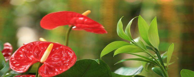 火鹤花（火鹤花的花语及寓意）