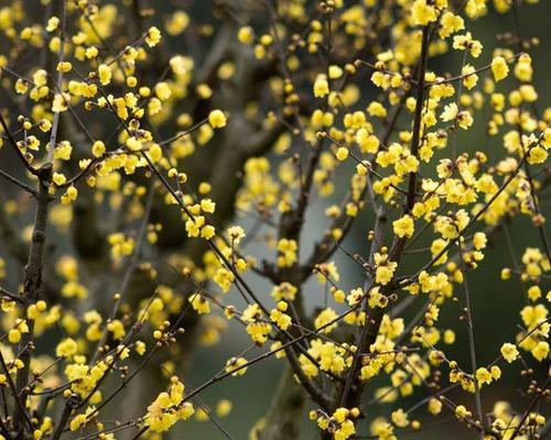 腊梅的生长环境是什么？有哪些独特特征？