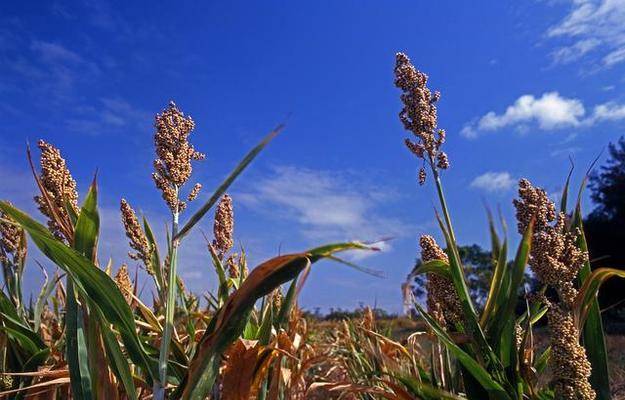 高粱生长需要哪些环境条件？高粱的主要生长特点是什么？