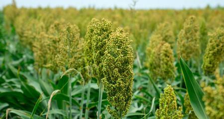 高粱生长需要哪些环境条件？高粱的主要生长特点是什么？