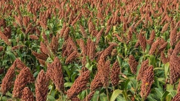 高粱生长需要哪些环境条件？高粱的主要生长特点是什么？