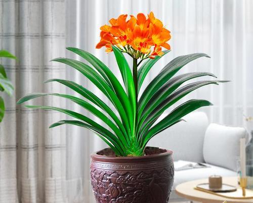 喜阴室内植物花卉有哪些？如何选择适合的品种？