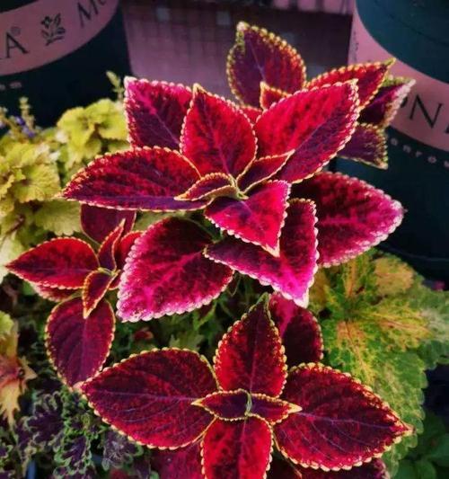 彩叶草的风水寓意与摆放位置（绿意盎然的家居装饰——彩叶草的风水摆放）