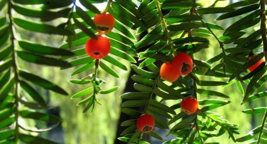 红豆杉什么时候开花结果？开花结果的月份是几月？