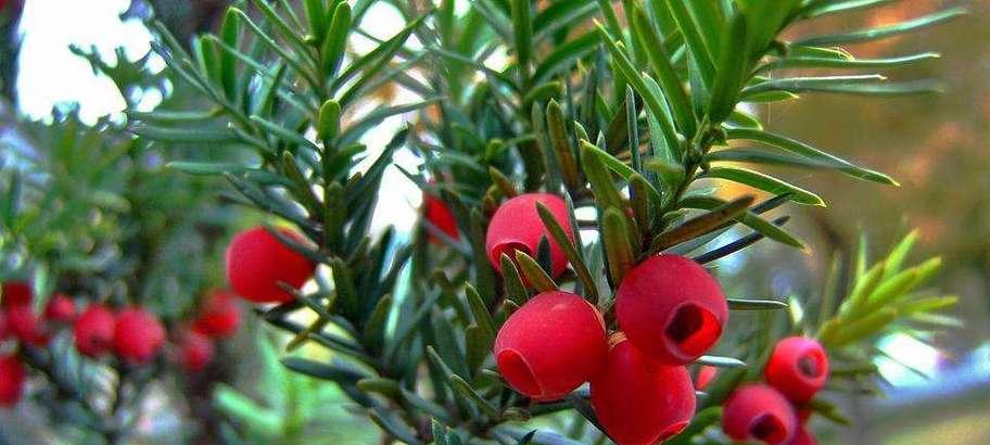 红豆杉什么时候开花结果？开花结果的月份是几月？