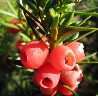 红豆杉什么时候开花结果？开花结果的月份是几月？