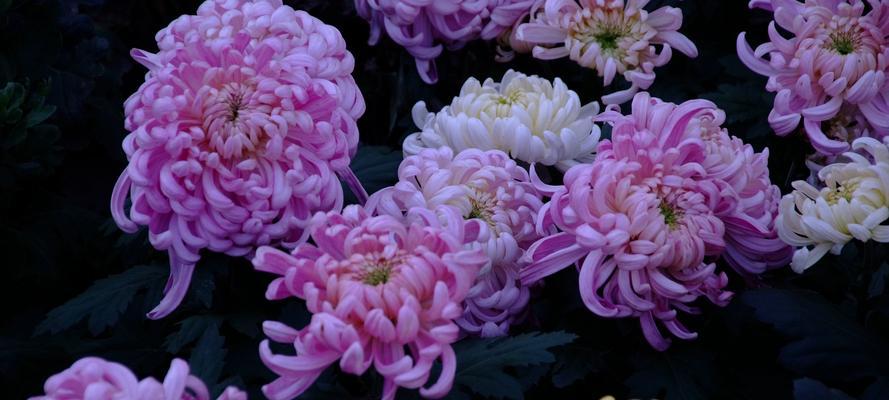 菊花有几种颜色分别是什么颜色?如何辨别菊花的色彩种类?