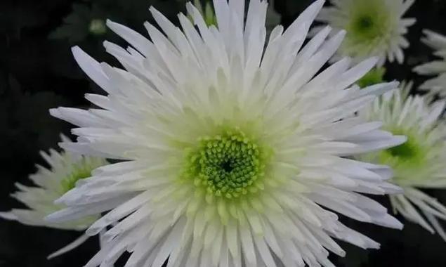 绿菊花的花语是什么？如何正确解读绿菊的含义？