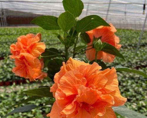 扶桑牡丹（扶桑牡丹花语解读）