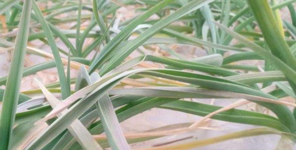 大蒜怎么过冬天?冬季保存大蒜的正确方法是什么? 大蒜怎么过冬天?冬季保存大蒜的正确方法是什么?