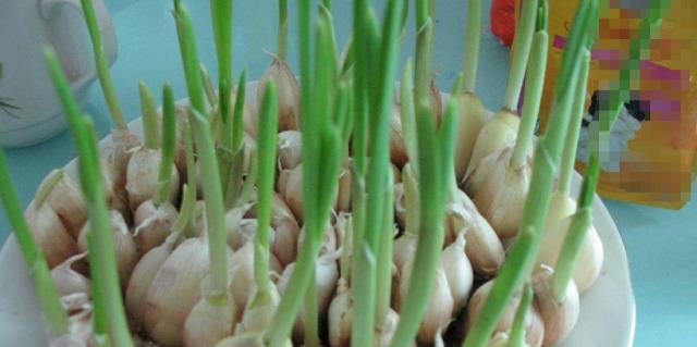 大蒜怎么过冬天?冬季保存大蒜的正确方法是什么? 大蒜怎么过冬天?冬季保存大蒜的正确方法是什么?