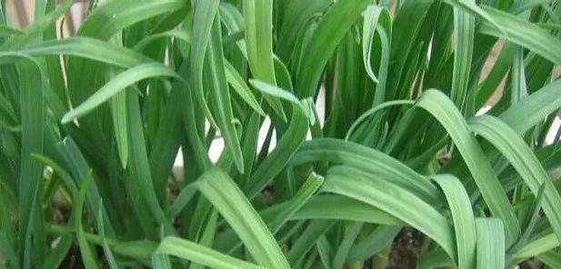 大蒜怎么过冬天？冬季保存大蒜的正确方法是什么？