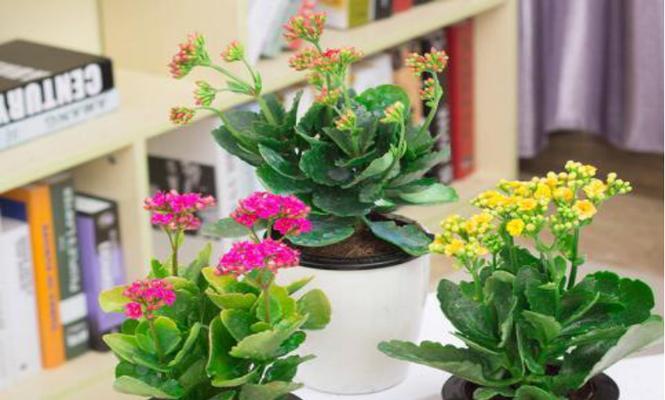 寓意长寿的植物世界（探寻长寿之源）