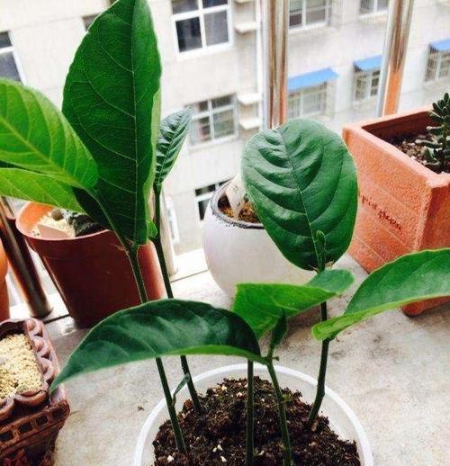 牛油果保存期限是多久?如何正确存放延长保鲜期? 牛油果保存期限是多久?如何正确存放延长保鲜期?