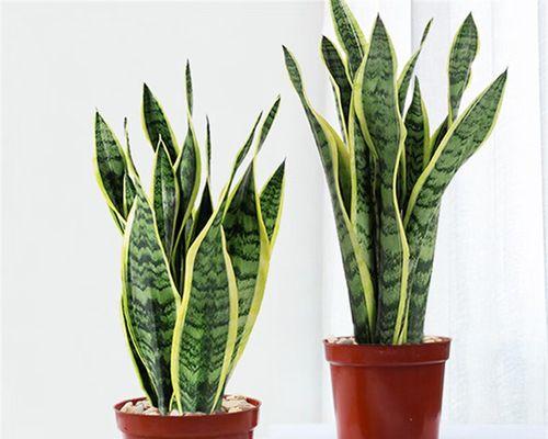 金边虎皮兰适合哪种花盆？如何选择美观又实用的花盆？