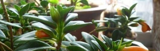 生生不息的植物世界（探索自然奇观）