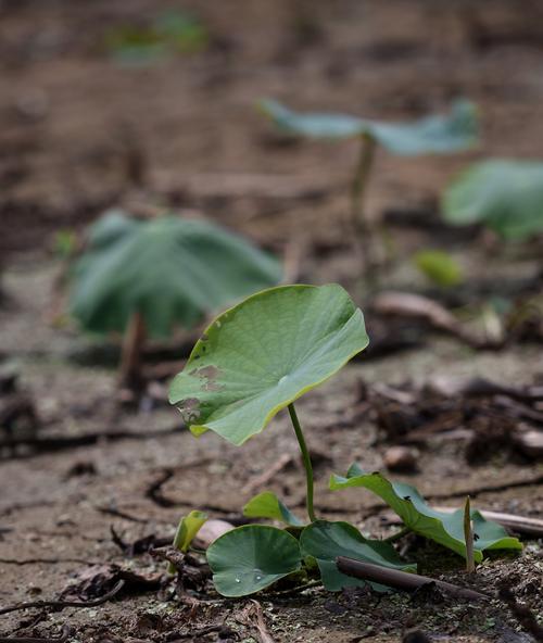 生生不息的植物世界（探索自然奇观）