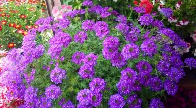 美女樱如何防晒？阳光下如何保护樱花树？