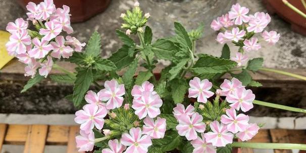 美女樱如何防晒？阳光下如何保护樱花树？