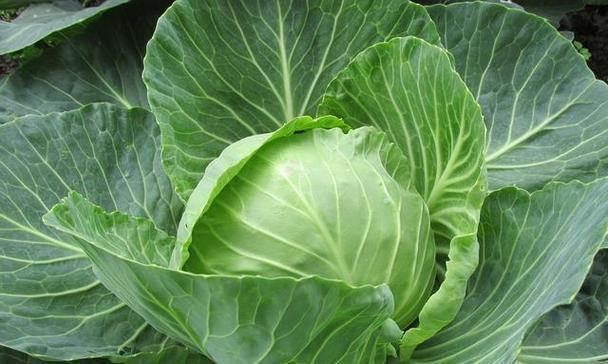 夏天种植包菜的可行性及注意事项？