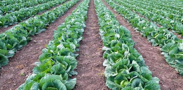 夏天种植包菜的可行性及注意事项？