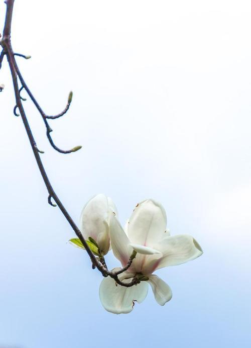 木兰花的花语和药用价值（探索木兰花的深层内涵）