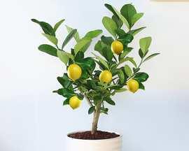 柠檬的象征意义是什么？它在文化中扮演了哪些角色？