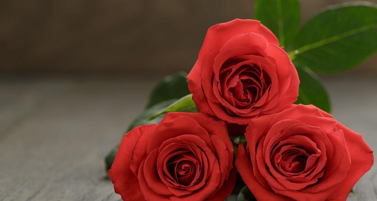 三朵玫瑰的花语与象征(探寻玫瑰花中的深层寓意)