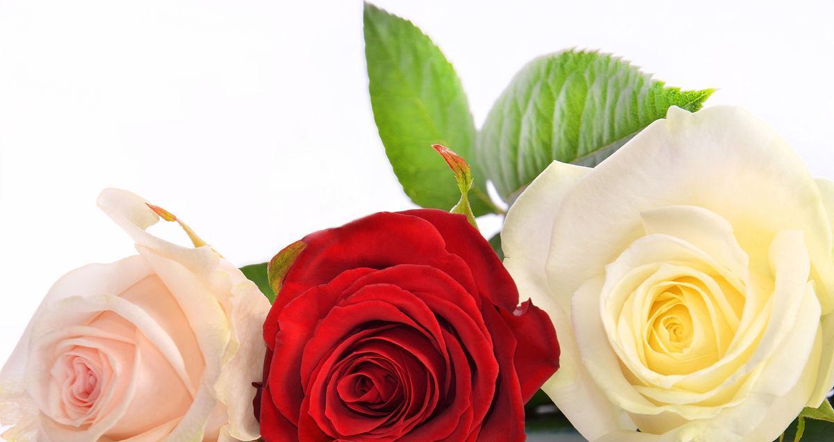 三朵玫瑰的花语与象征（探寻玫瑰花中的深层寓意）