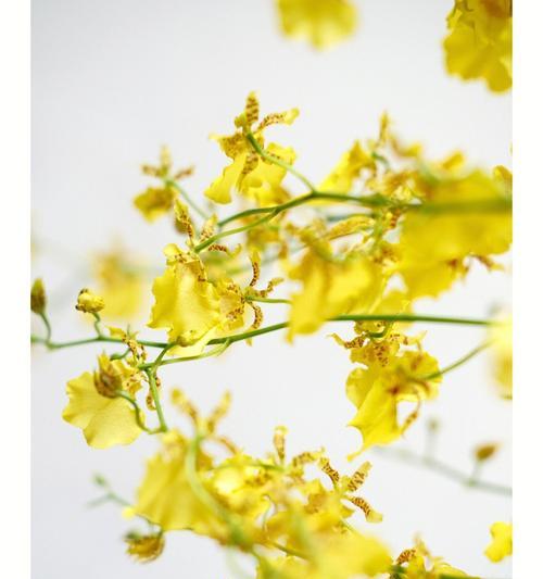 文心兰花语及意义（探寻文心兰花语的深层内涵及其象征意义）