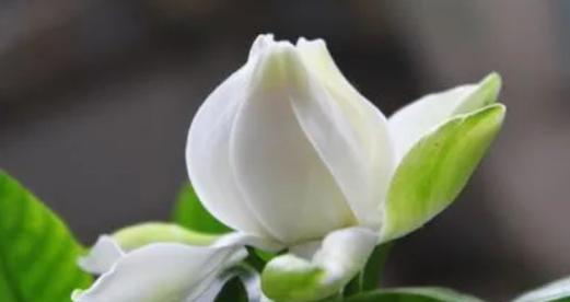 纯洁之美——以代表纯洁的植物为主题（探寻植物中的纯洁之魅）