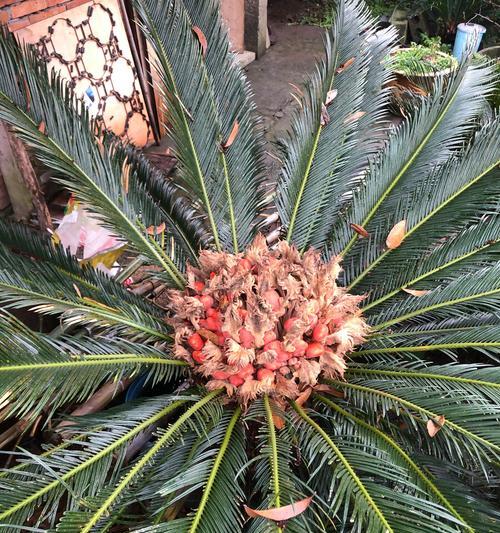 以铁树开花预示着什么（神奇的自然现象与寓意）