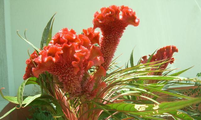 鸡冠花种植的最佳时间是什么时候?如何正确种植?