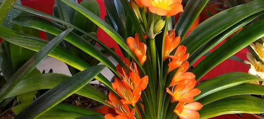 君子兰花语与寓意（探寻君子兰的品质与象征）