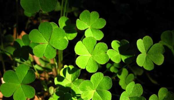 四叶草的象征意义与寓意（四叶草的神秘力量与幸运之源）