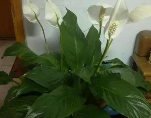 白掌浇水频率是多少？每天浇水对吗？