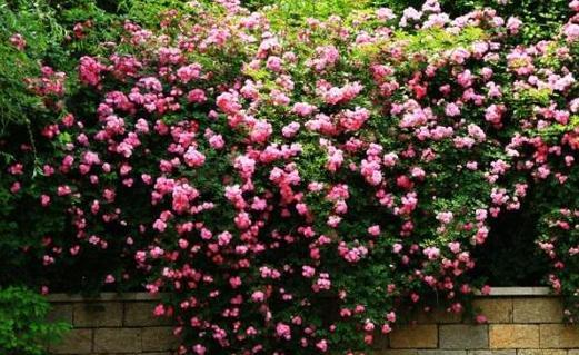 蔷薇花的寓意（美丽纯洁的蔷薇花与不同的文化内涵）