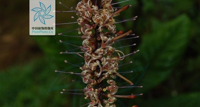 龙眼不开花的原因是什么？如何解决？