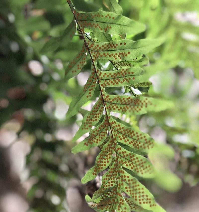 龙眼不开花的原因是什么？如何解决？