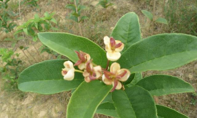 龙眼不开花的原因是什么？如何解决？