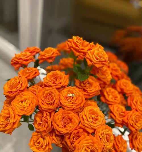 橙色玫瑰（花开有声）