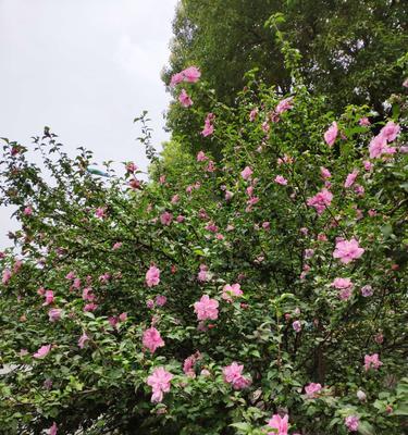 木槿花的花语及象征意义（探寻木槿花的美丽与含义）