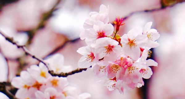 樱花的花语与象征意义（一朵绽放的美丽）