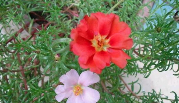 太阳花多久开花一次？如何养护才能持续开花？