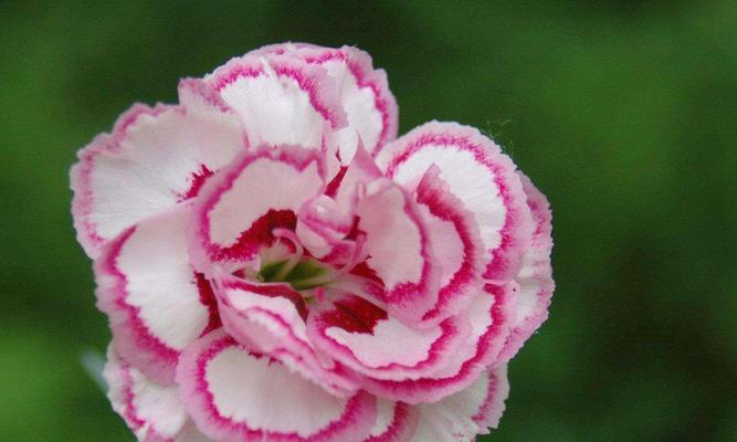 粉色康乃馨的花语（探寻康乃馨花朵背后的情感世界）