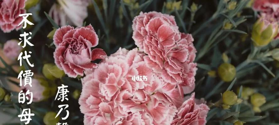 粉色康乃馨的花语（探寻康乃馨花朵背后的情感世界）