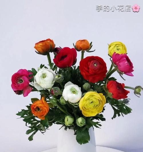 洋牡丹花语（探寻洋牡丹的花语与寓意）