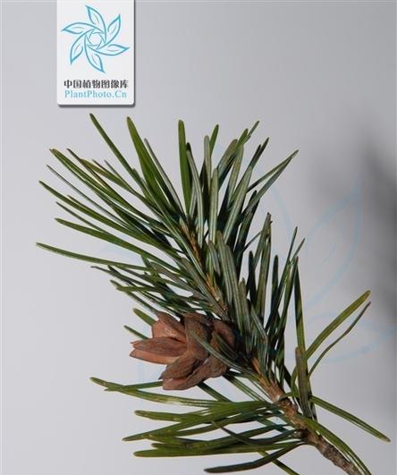 银杉属于裸子植物吗?裸子植物的定义是什么?_花植网