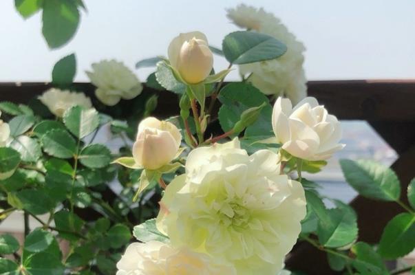 绿玫瑰的花语与意义-和谐与平静的象征（探究绿玫瑰所传递的深远寓意）