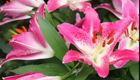 白百合花的花语和寓意（深入探索白百合花的涵义与象征）